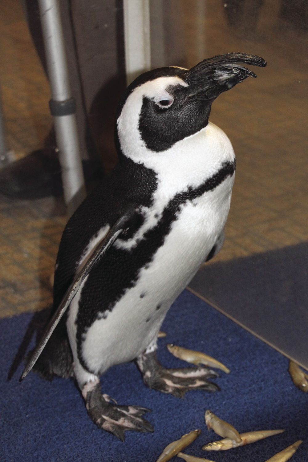 a228staPenguin2.jpg